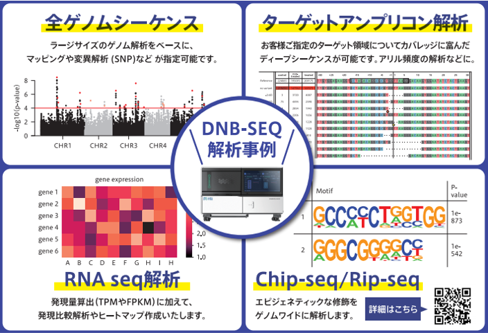 DNB-SEQ