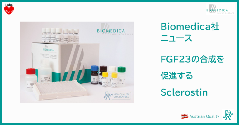 Sclerostin-stimulates-the-synthesis-of-Fibroblast-Growth-Factor-23