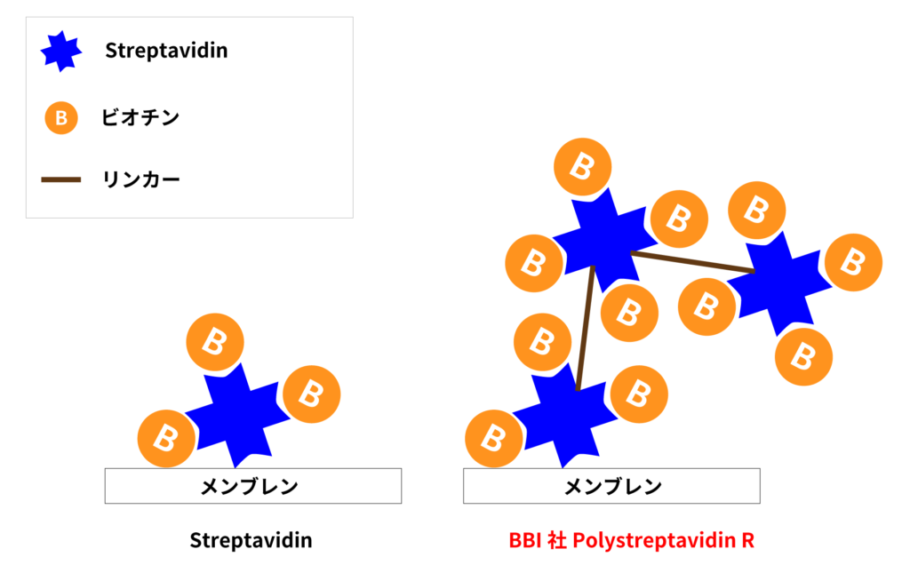 Streptavidin, Polystreptavidin R, ストレプトアビジン、ポリストレプトアビジン