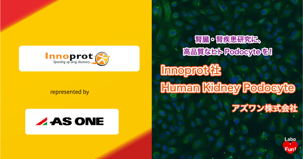 Innoprot, Podocyte, ポドサイト