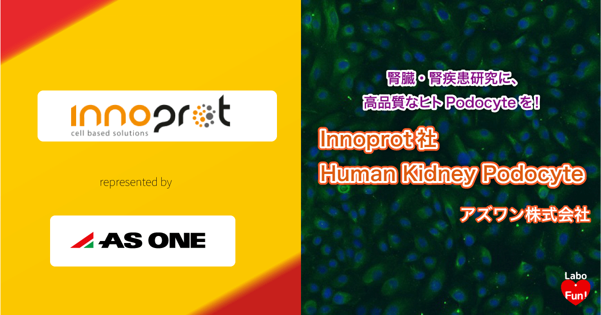 Innoprot, podocyte