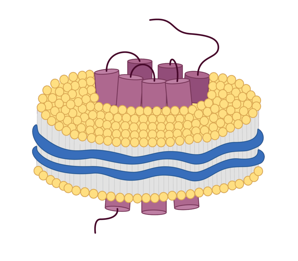 Kactus, Nanodisc,ナノディスク