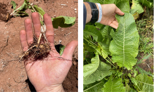 BBI, 西洋ワサビ、 Horse Radish